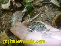 /home//u458753944/public_html/sourcegallery///Frogs/Mixed frogs/P1050037.JPG